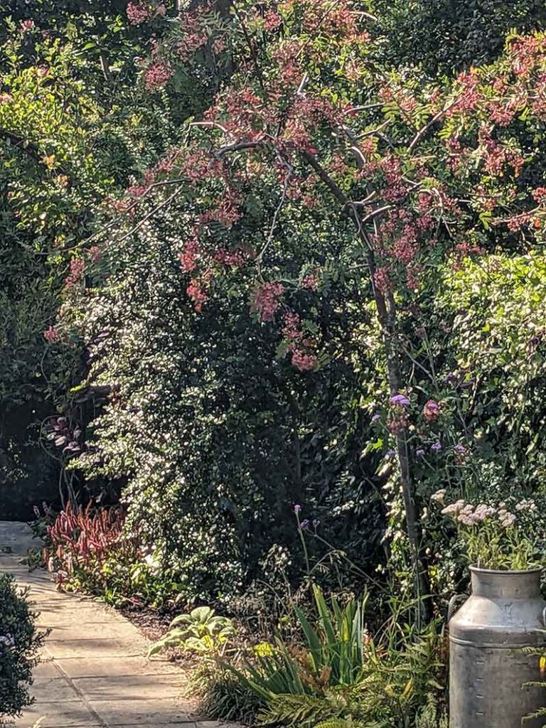 Pink rowan berries in garden almost the same colour as the persicaria flowers going over.