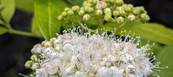 white fluffy flowers on spirea