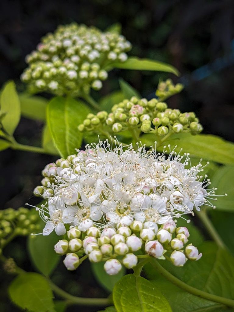 white fluffy flowers on spirea