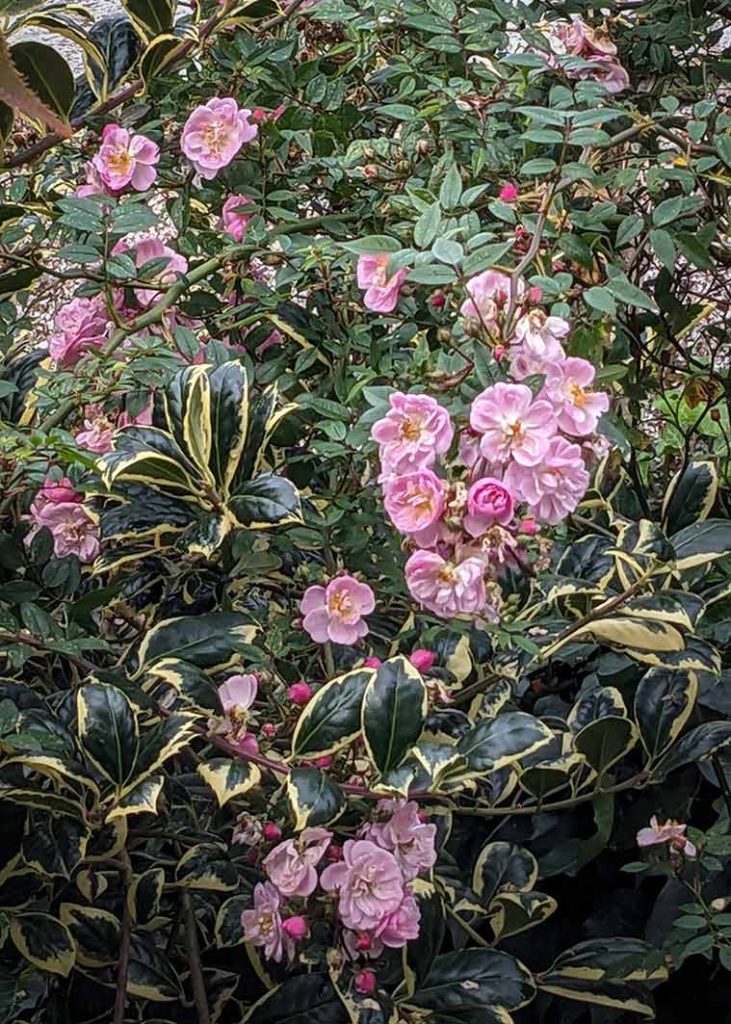 Small pink roses on a rambling patio rose.