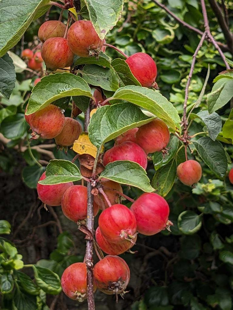 Small bright orange/red crab apples (Everest).
