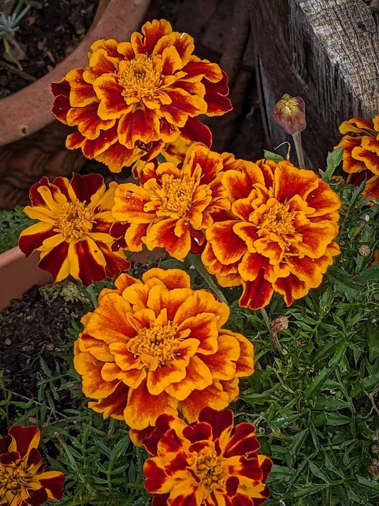 Two toned orange marigold flowers.