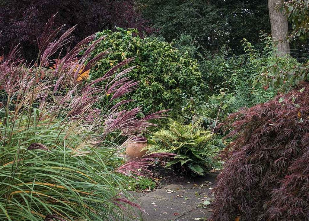 Colour combination of deep red grass flowers, purple acer leaves, green foliage and large purple tree in the backgrond