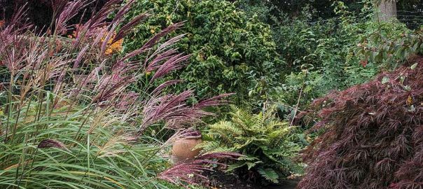 Colour combination of deep red grass flowers, purple acer leaves, green foliage and large purple tree in the backgrond