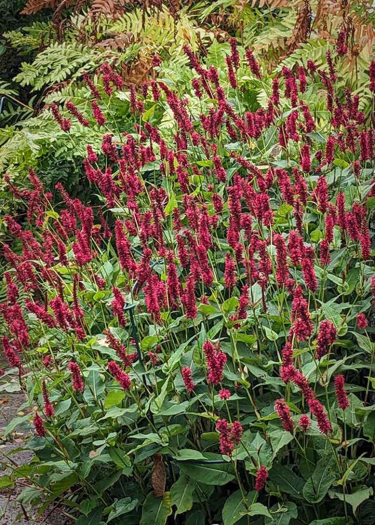 Red flowers of Persicaria amplex (Blackfield).