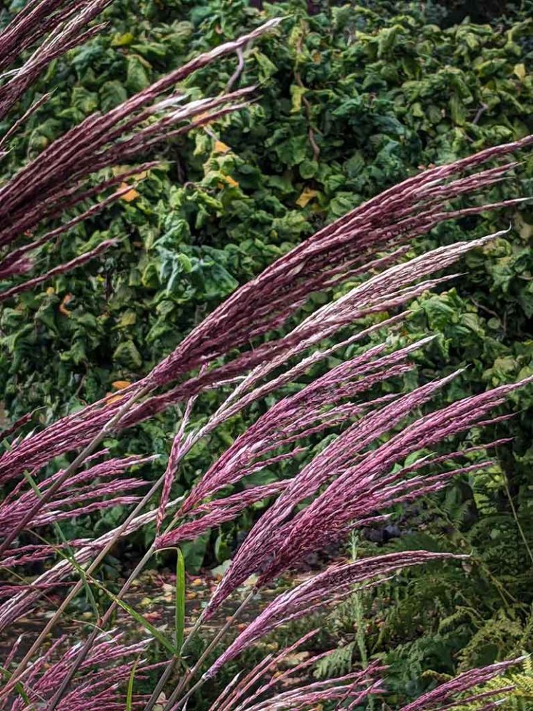 Large grass with red flowers. Miscanthus Red Chief.