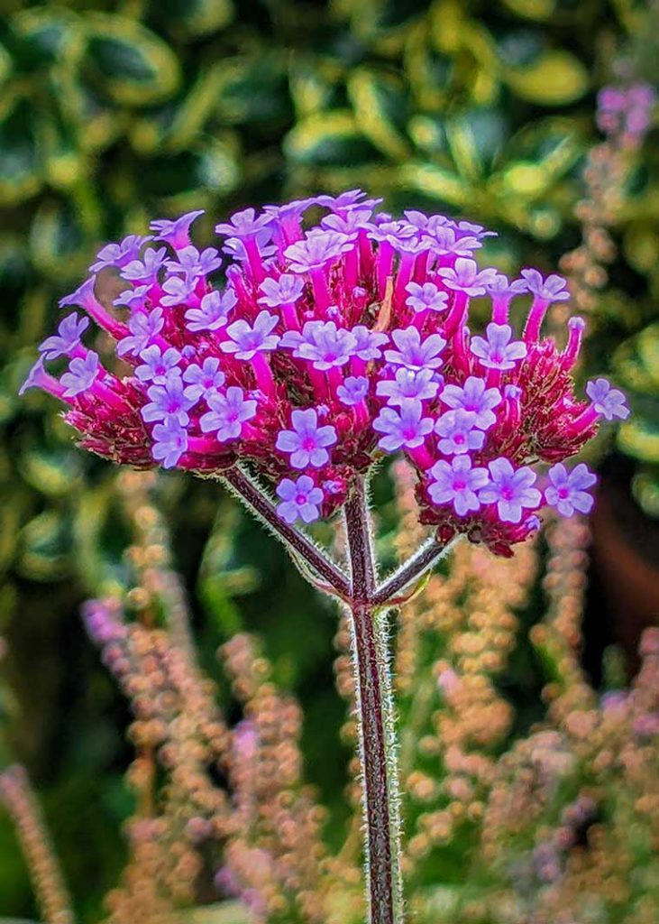 Tiny purple flower cluster of the Verbena bonariensis.