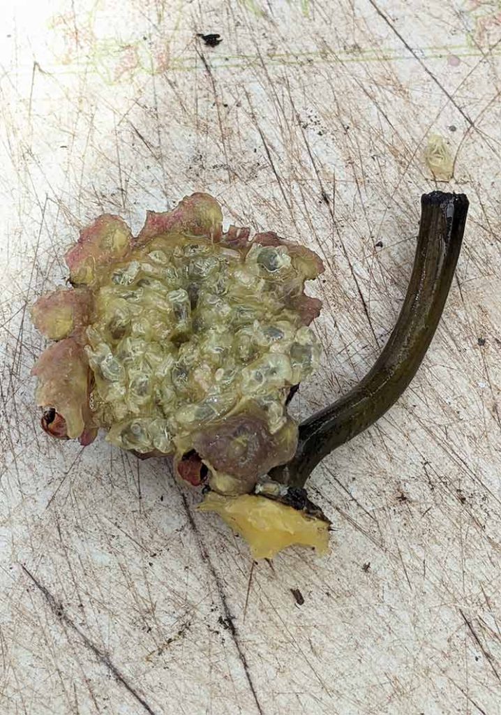 gelatinous material with water lily seeds in it