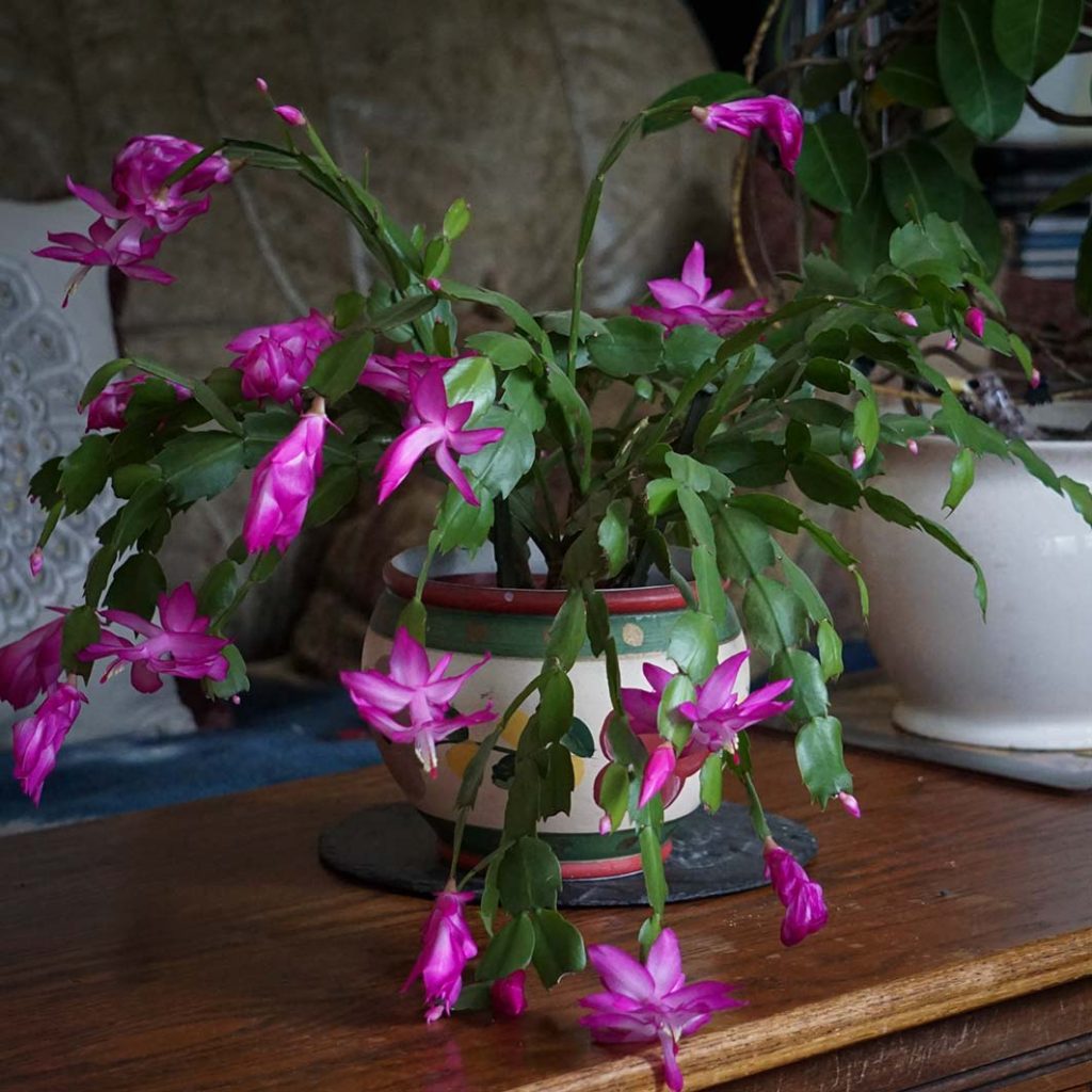 Bright pink flowers on Christmas cactus plant.