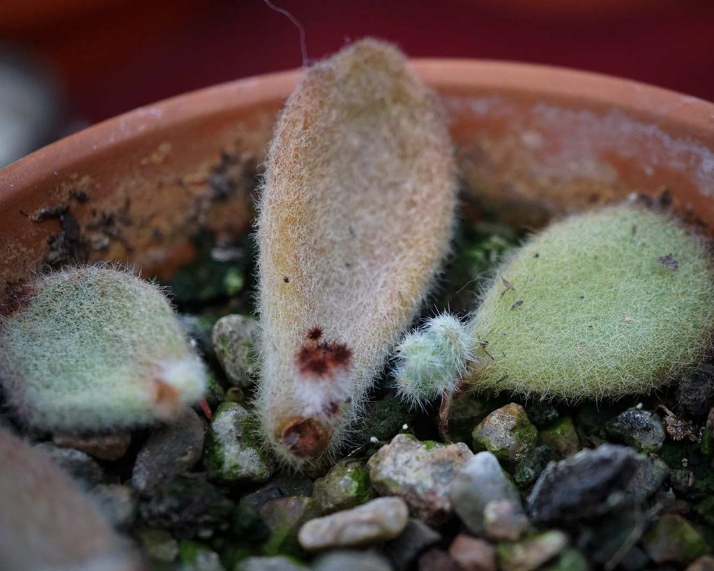 Furry leaves of Kalanchoe tomentosa 'Dorothy Brown' with tiny baby leaves appearing.
