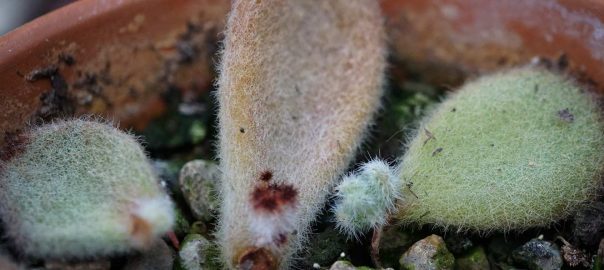 Furry leaves of Kalanchoe tomentosa 'Dorothy Brown' with tiny baby leaves appearing.