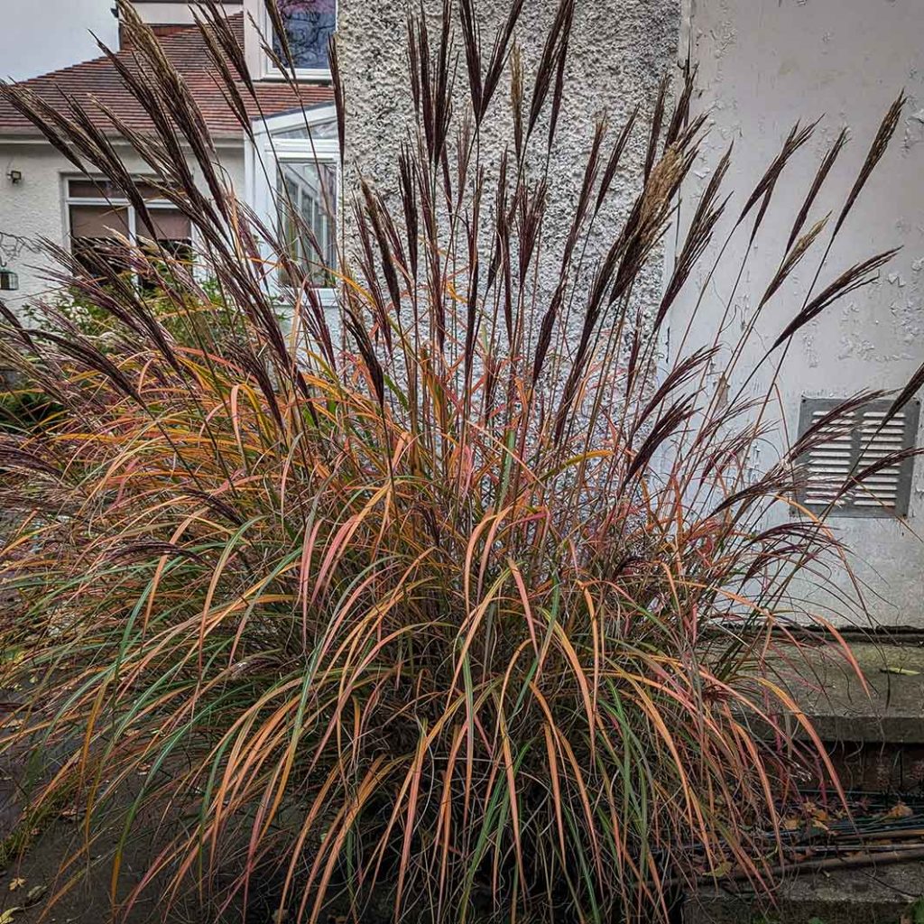 Autumnal colours of miscanthus red chief grass.
