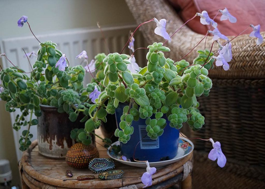Cuttings from Streptocarpus saxorum with dainty purple flowers on wiry stems.