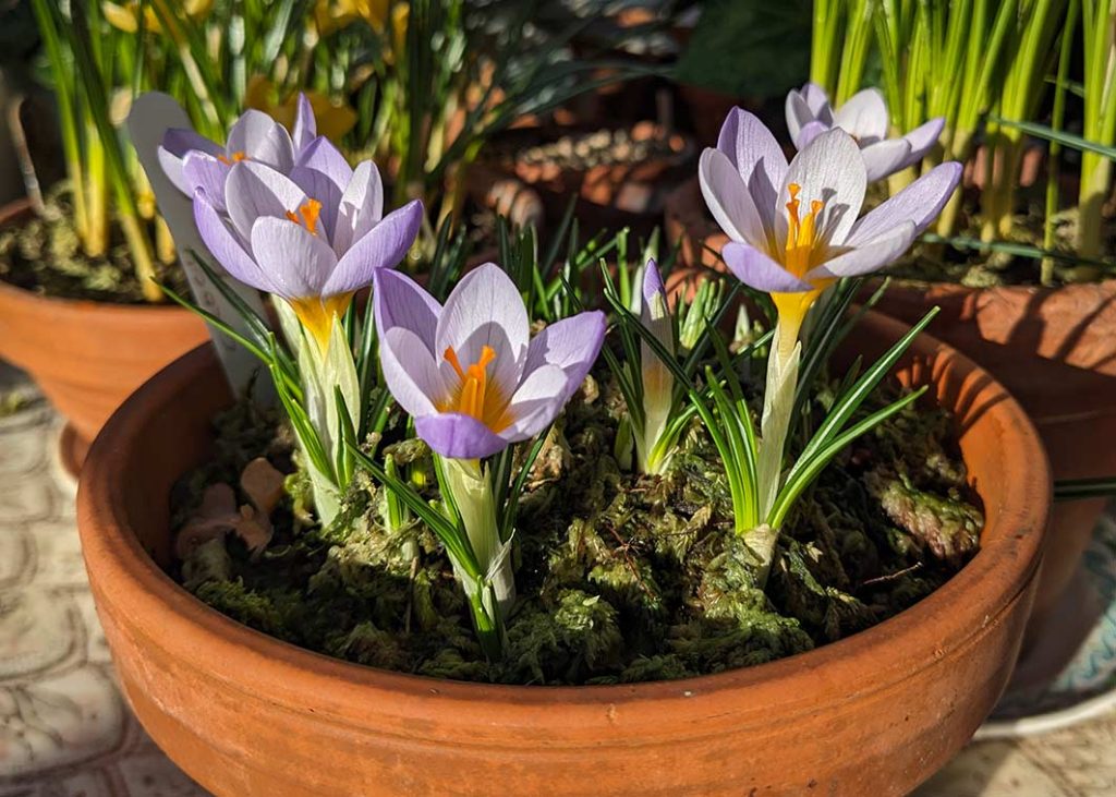 Pale purple Crocus sieberi ‘Firefly’with orange stamens.