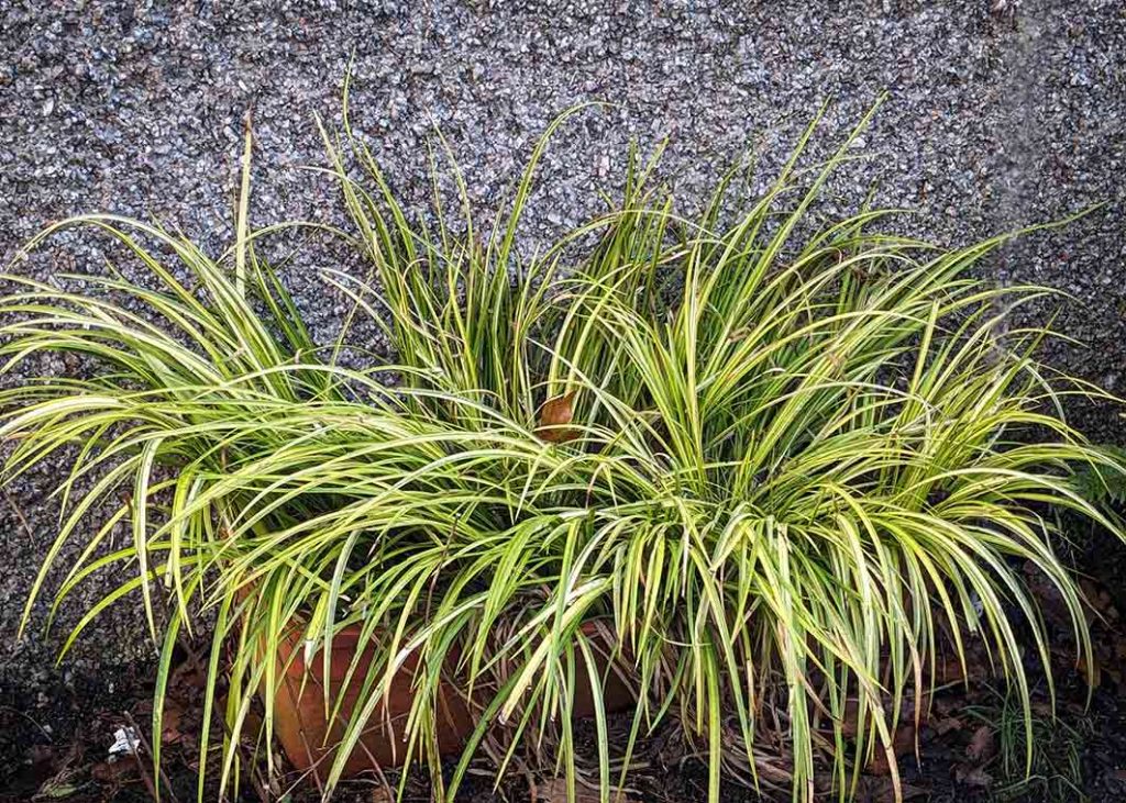 Golden green Acornus Ogon rush in a window box.