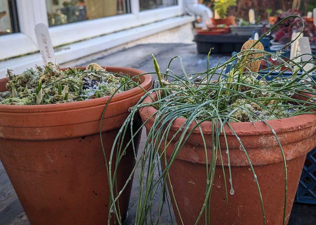 2 pots of bulbs defrosting after being frozen.