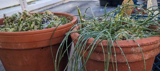 2 pots of bulbs defrosting after being frozen.