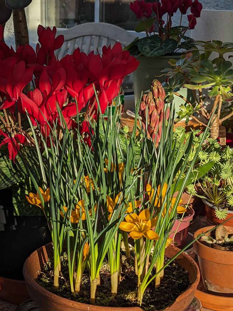 Colourful bulbs in pots.