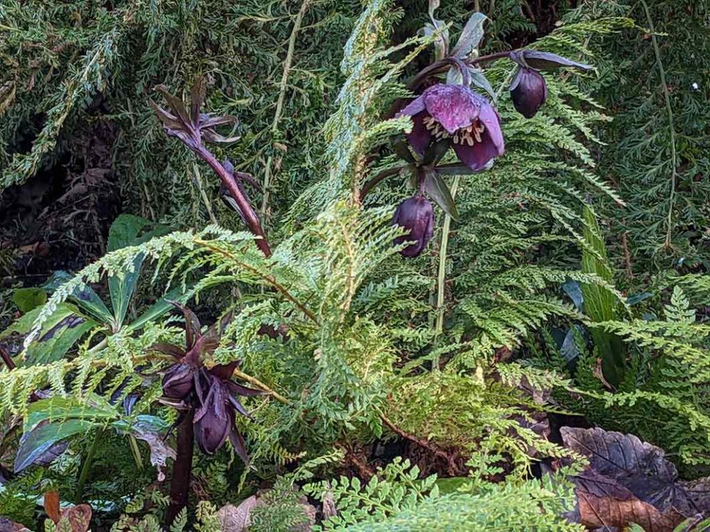 Deep purple hellebore buds and young flower with a fern growing through the plant.