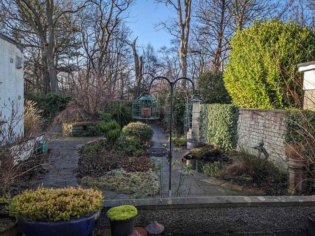 View of the garden at the end of January 2026 shows some evergreen shrubs and ivy and a wild life pond.