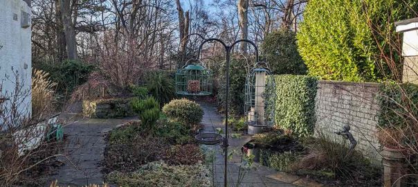 View of the garden at the end of January 2026 shows some evergreen shrubs and ivy and a wild life pond.