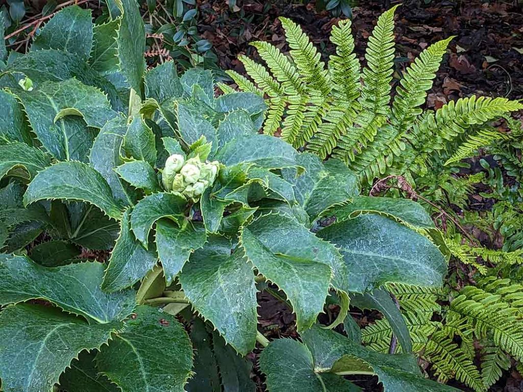 Pale green buds of hellebore argutifolius.