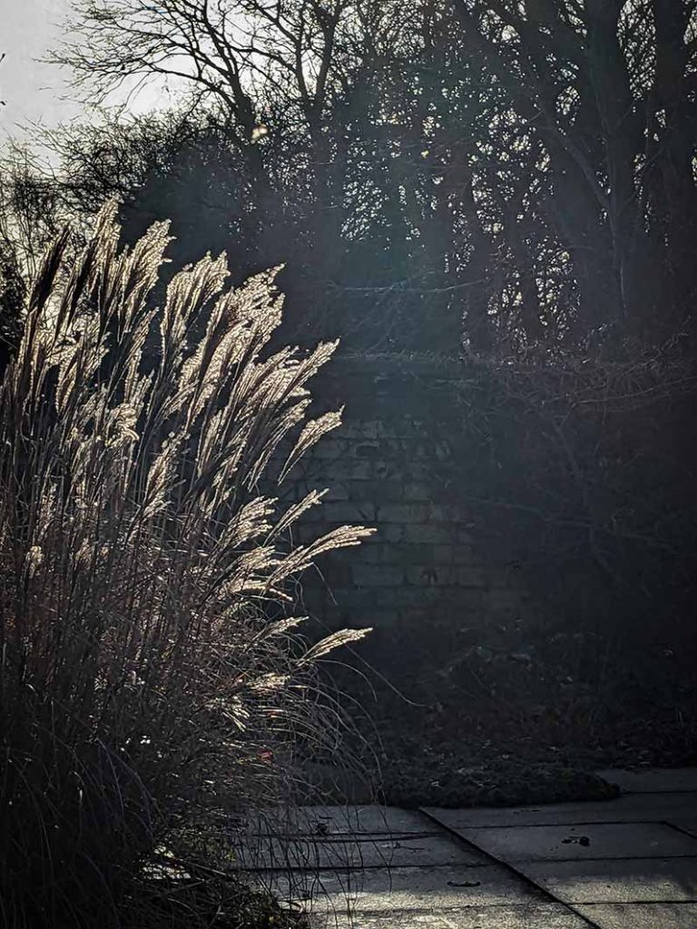 Old miscanthus grass seed heads back lit in the suns rays.