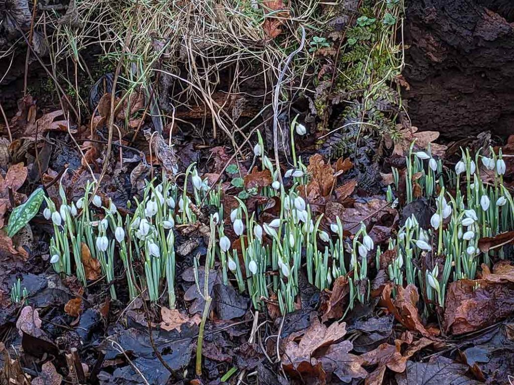 White snowdrops in bud on a carpet of wet, brown leaves. Mossy log behind them.