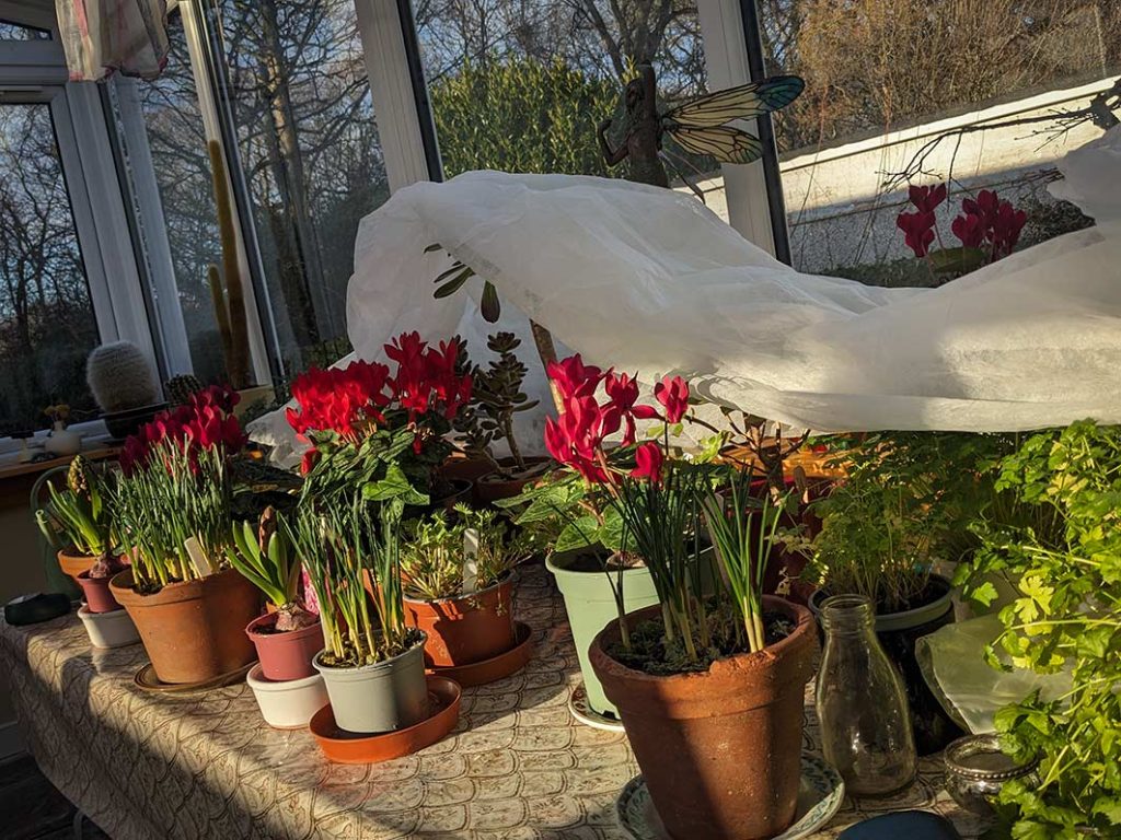 fleece removed from plants in the conservatory sunshine.