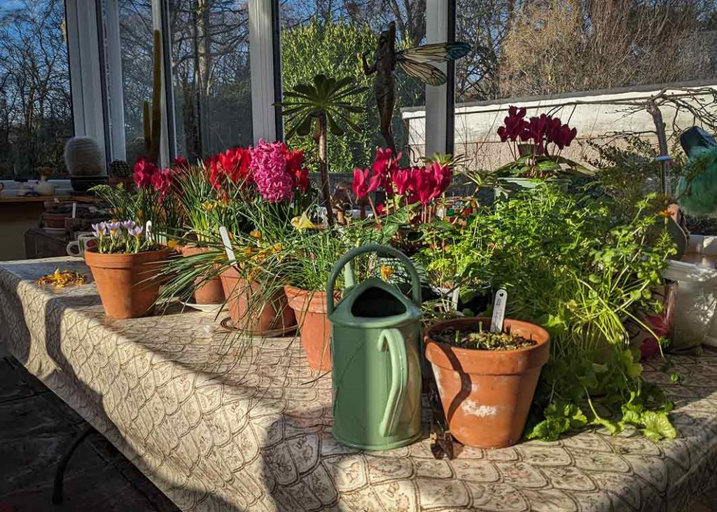 Glimmer of sunshine on the potted bulbs on the conservatory table.