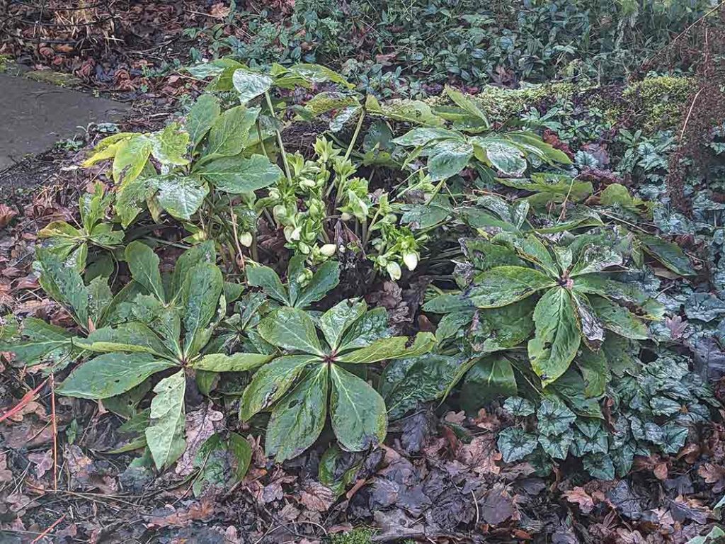 White hellebore buds surrounded by manky leaves.