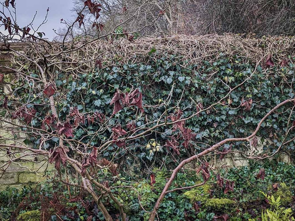Brown leaves on a dead looking witch hazel shrub.