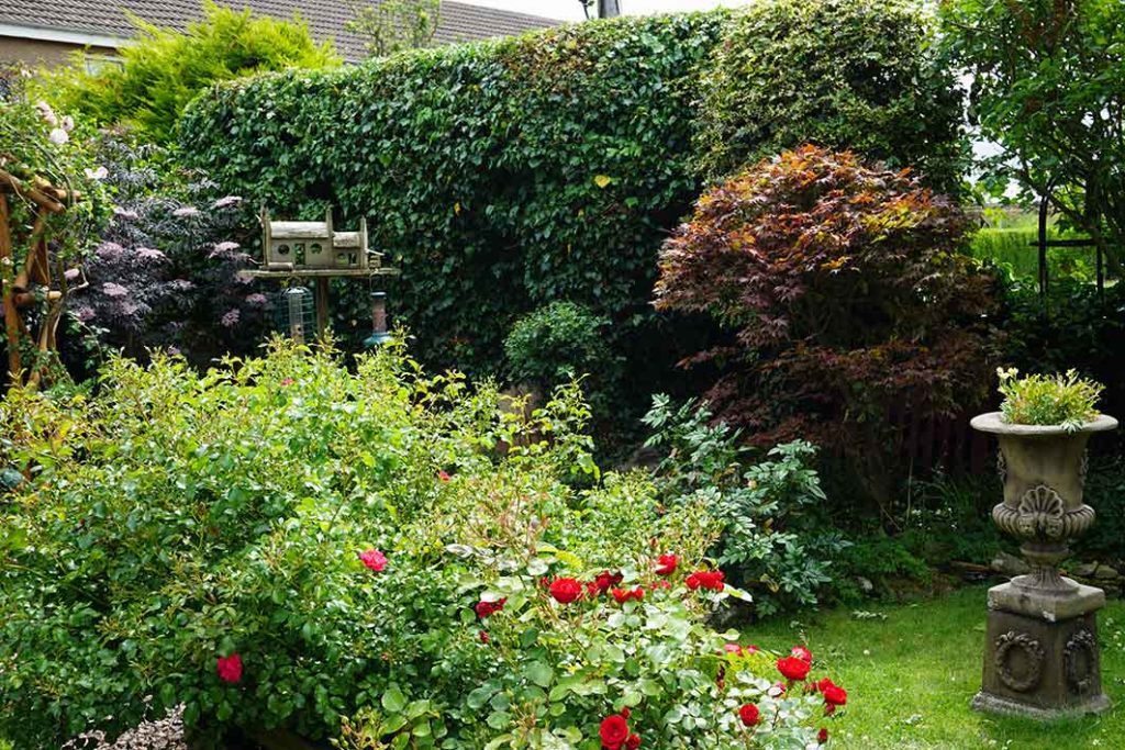 high hedge, various shrubs and a birdhouse.