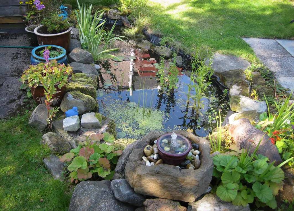 small garden pond with water feature.