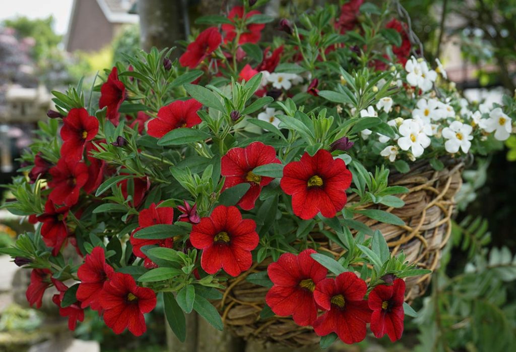 red flowers of petunia