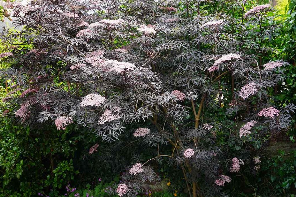 dark purple foliage and pink flowers of sambucus black lace.