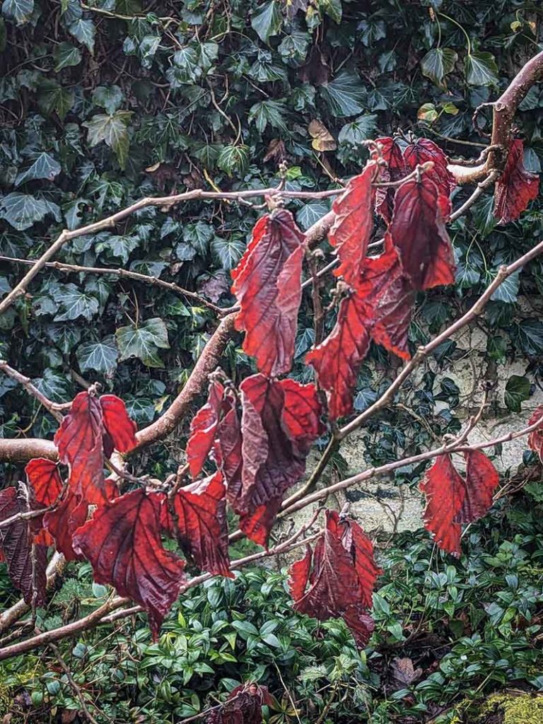 Red coloured dead witch hazel leaves still on the shrub.