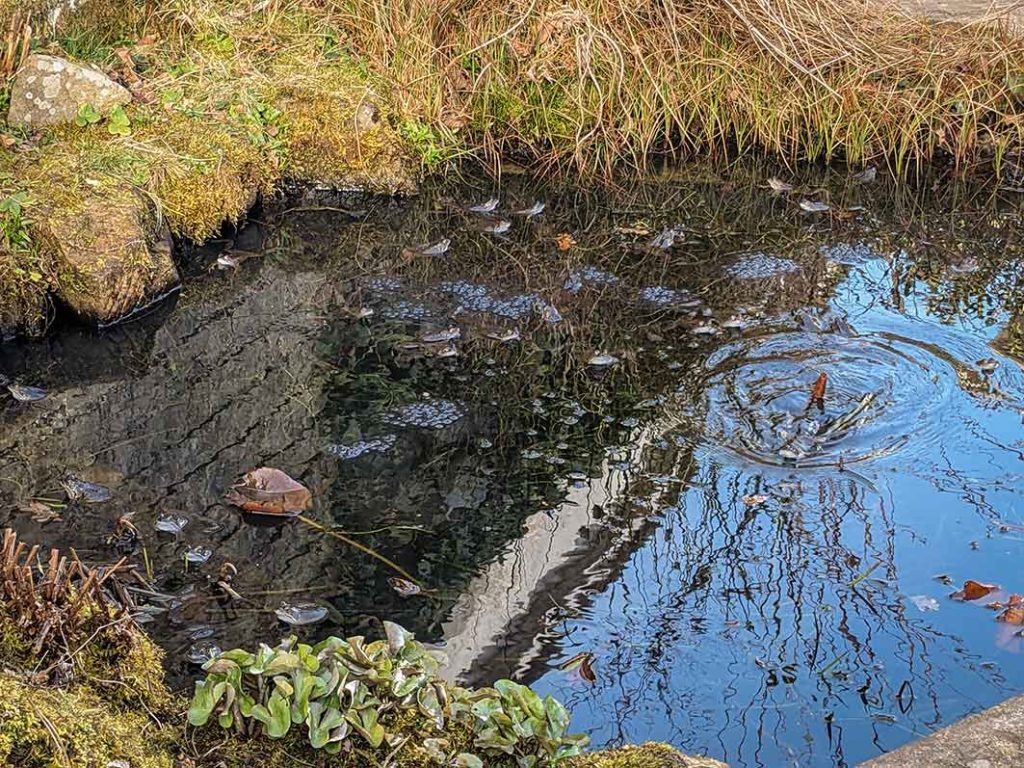 Lots of frogs and frogspawn in a small garden pond.