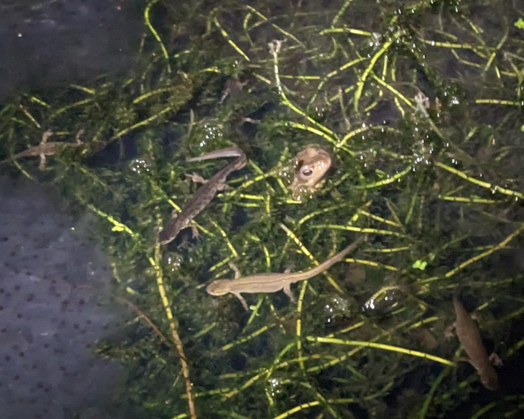 Frogs, newts and frogspawn in a small garden pond at night.