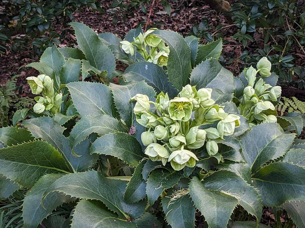 Pale green flowers against dark green leaves of hellebore argutifolius.