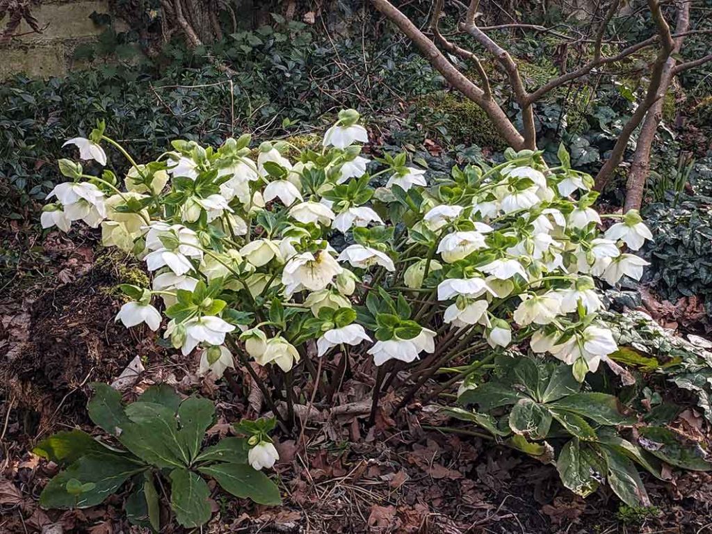 White flowers against green leaves of helleborus niger white.