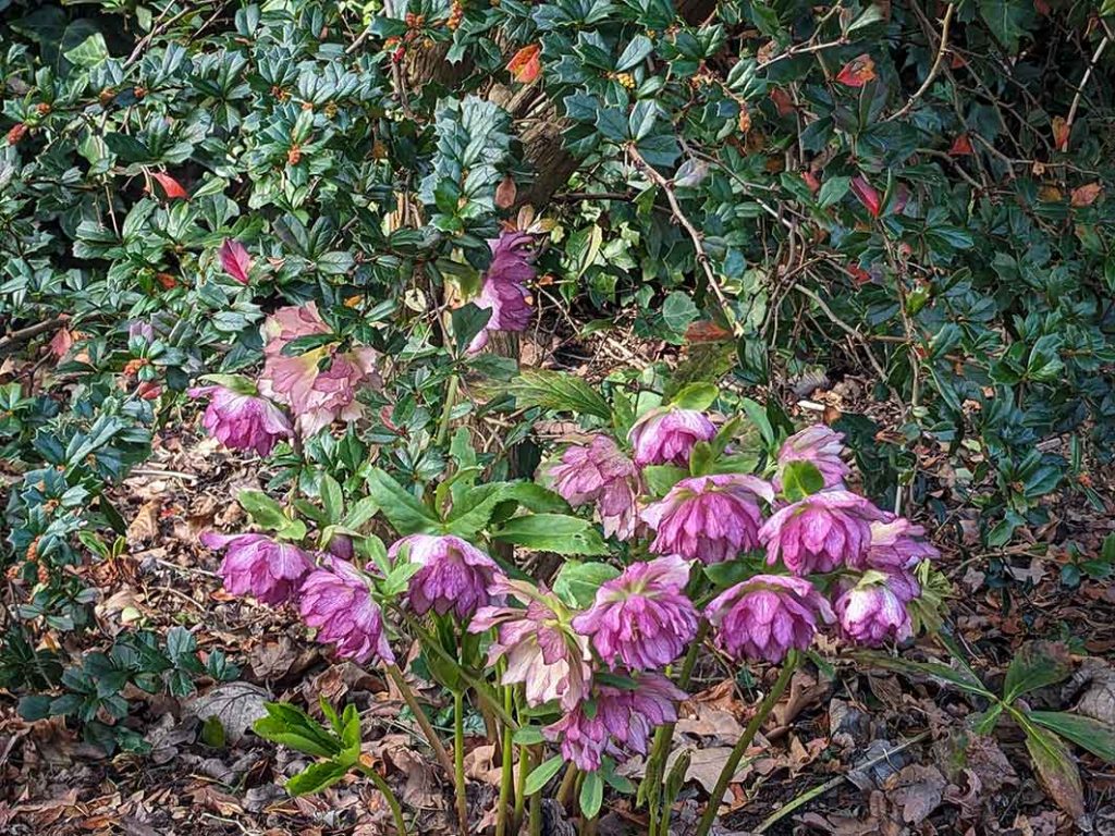 Double pink flowers of hellebore picotee with shrub  berberis behind with tiny jaggy leaves.