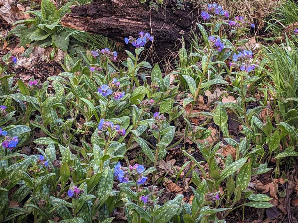Spotty leaves and pink/mauve flowers of pulmonaria.