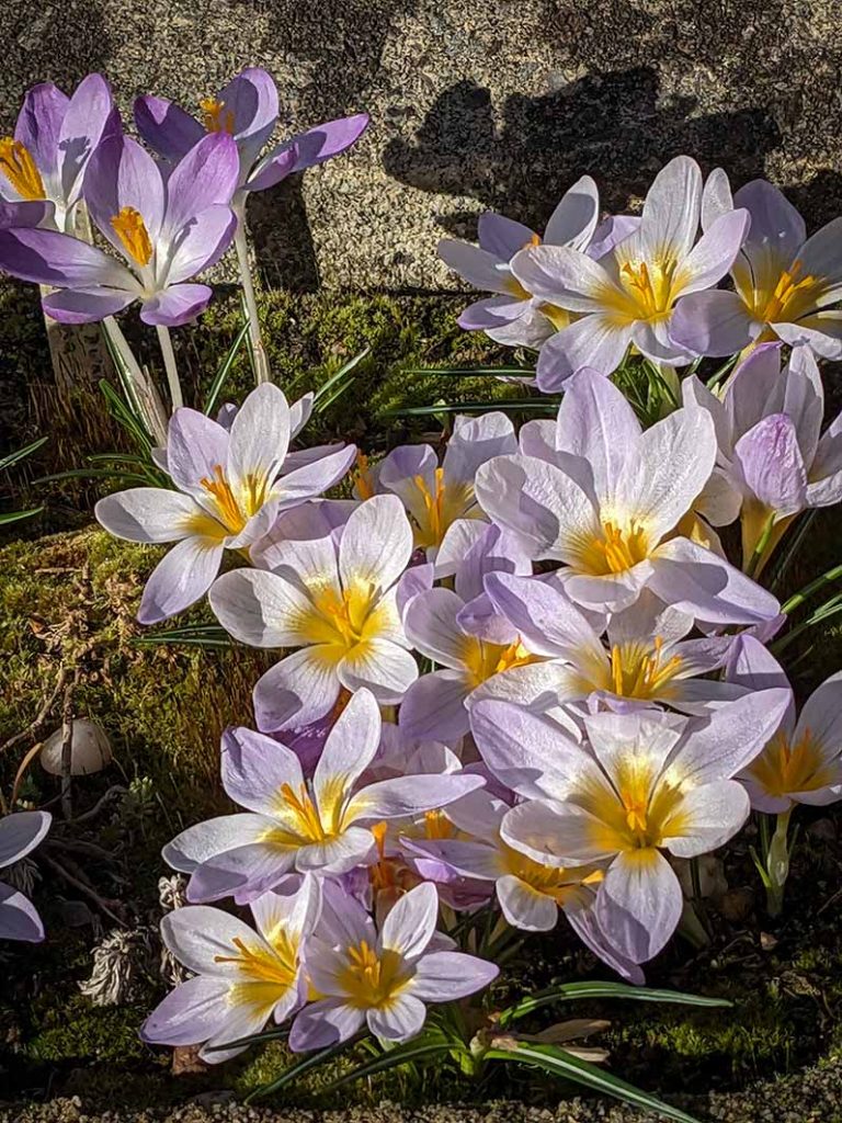 Pale purple crocus flowers with yellow centres in the sinshine.