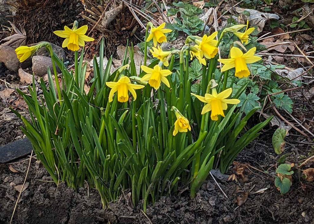 Dainty yellow flowers of tete-a-tete narcissi.