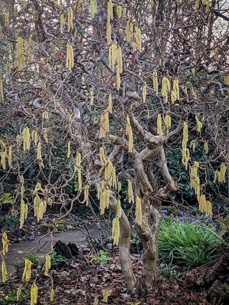 Dangly yellow catkins on a twisted branches of a tortured hazel shrub.