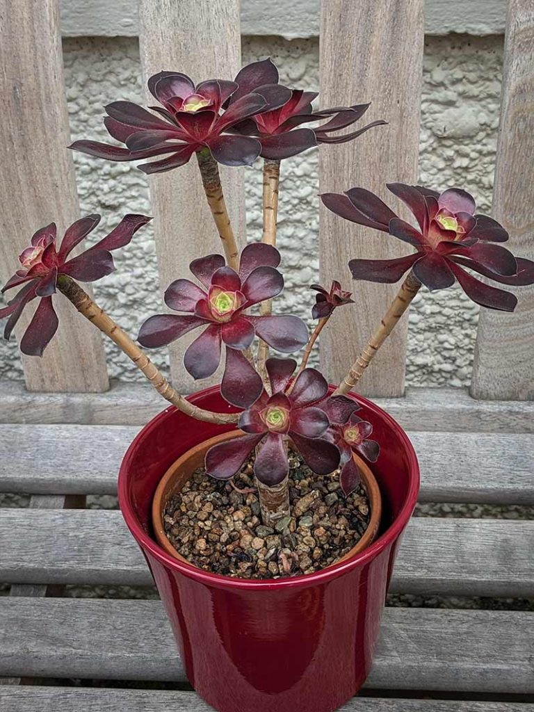 Deep red colours of aeonium voodoo succulent plant in a dark red pot.