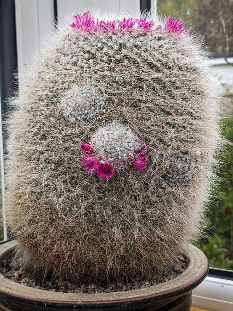 Large fluffy, spiny cactus with small bumps with pink flowers on top.