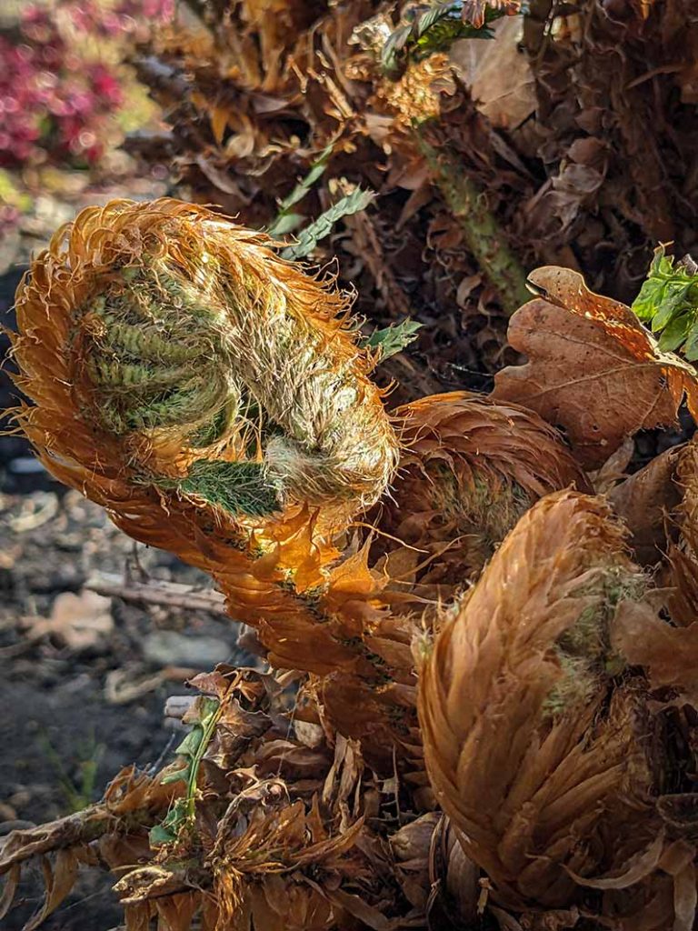 Hairy new fronds on fern.