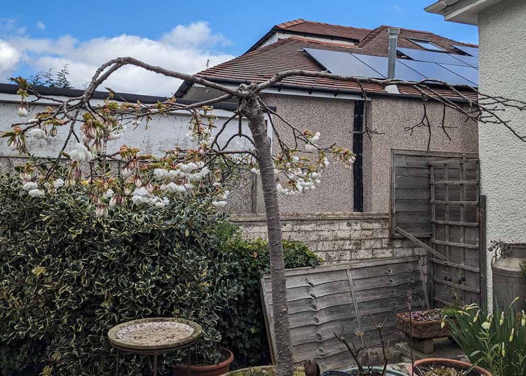Large dead branch on a cherry tree Shiroto Mount Fuji.